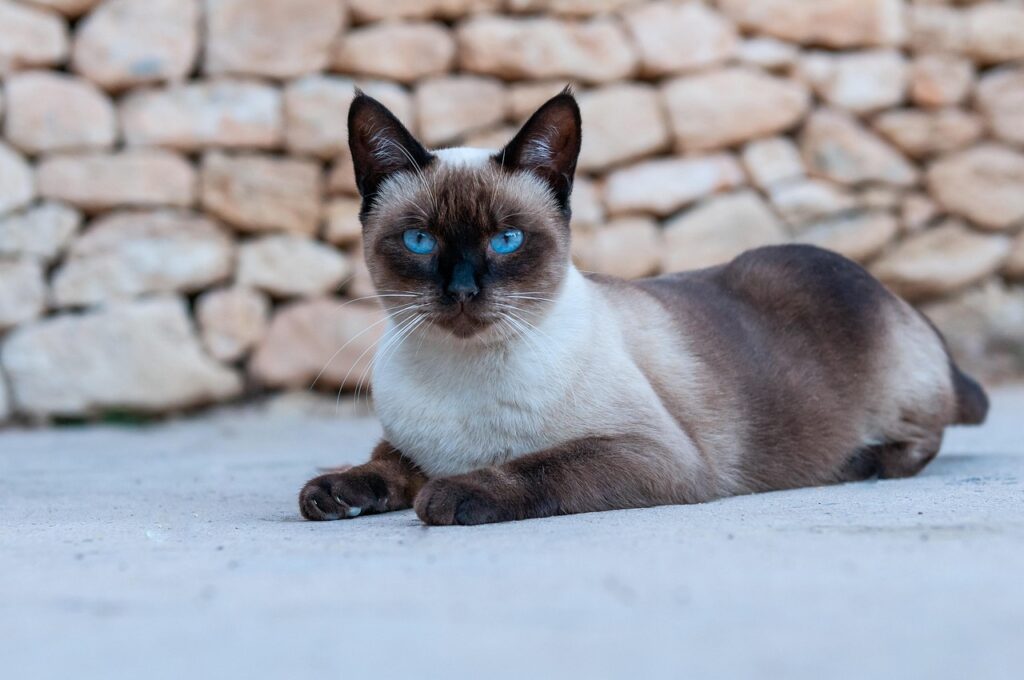 Gato Siamês: Personalidade, Cuidados e Curiosidades da Raça.