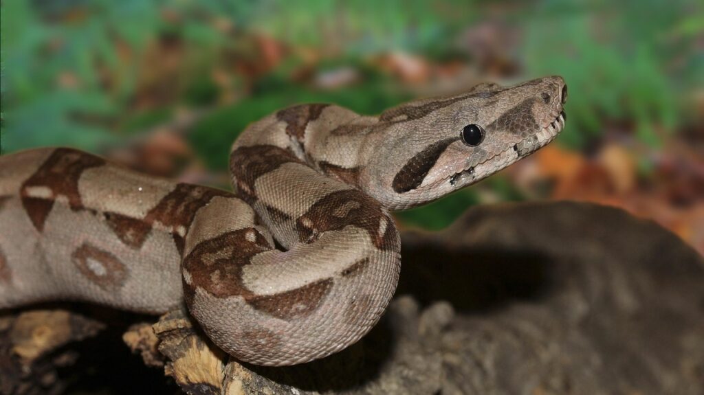 Jiboia: A Majestosa Serpente das Florestas Tropicais.