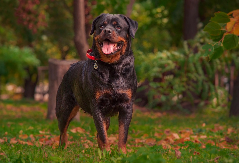 Rottweiler: Força, Lealdade e Inteligência em um Só Cão.