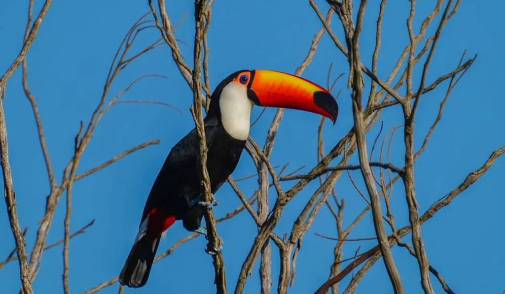 Tucano: O Colorido Embaixador da Fauna Brasileira.